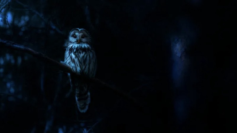 Xem Phim Ác Mộng Của Thiên Nhiên, Nightmares of Nature 2025