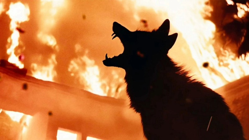 Xem Phim Coyotes, Coyotes 2025