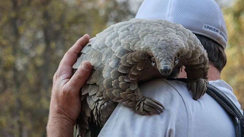 Xem Phim Loài tê tê: Hành trình của Kulu, Pangolin: Kulu's Journey 2025