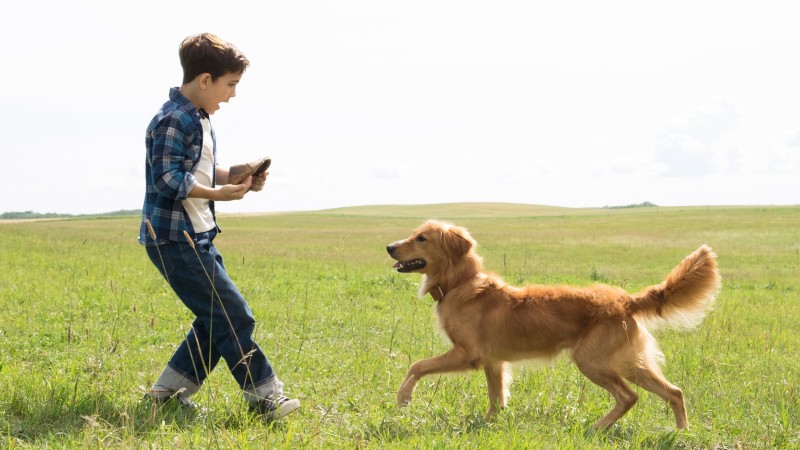 Xem Phim Mục Đích Sống Của Một Chú Chó, A Dog's Purpose 2017