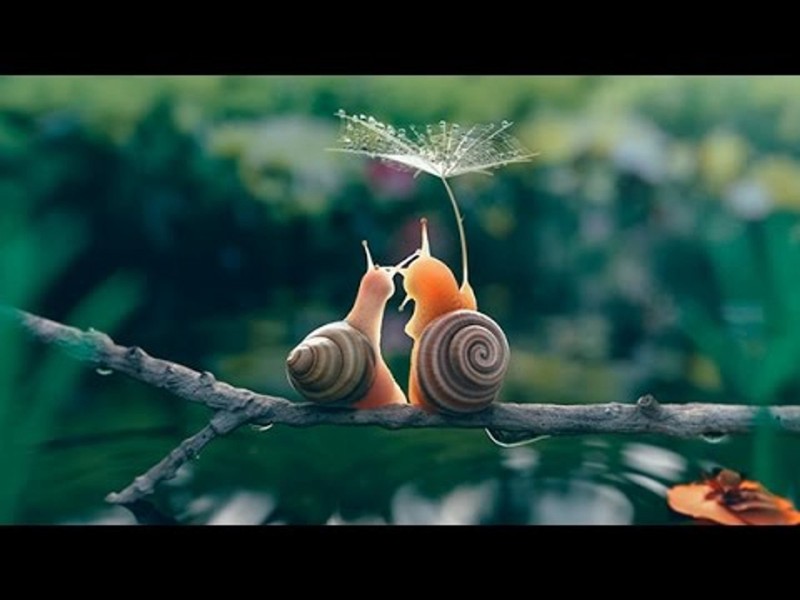 Xem Phim Thế Giới Côn Trùng, Life in The Undergrowth 2005 Xem Phim Thế Giới Côn Trùng, Life in The Undergrowth 2005