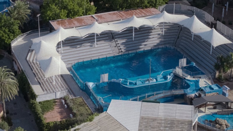 Xem Phim Vua cá heo cuối cùng, The Last Dolphin King 2022