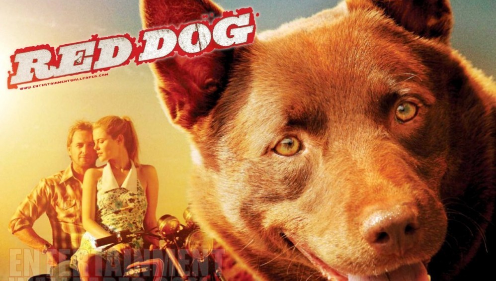 Xem Phim Red Dog (Chú Chó Đỏ) (2011), 2011 Xem Phim Red Dog (Chú Chó Đỏ) (2011), 2011