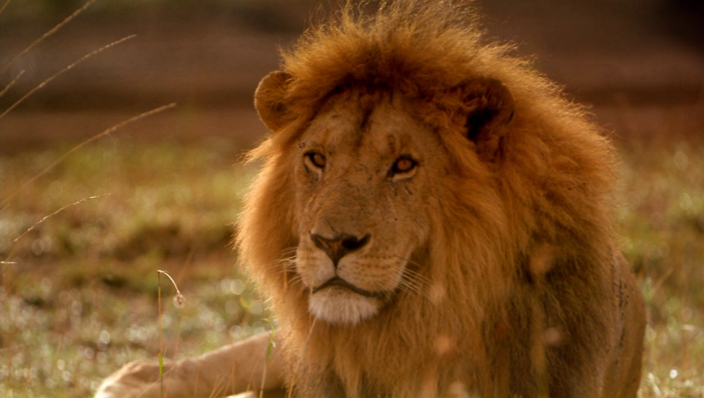 Xem Phim Africa: The Serengeti (1994), 1994 Xem Phim Africa: The Serengeti (1994), 1994