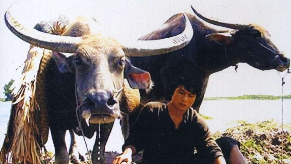Xem Phim Mùa Len Trâu (The Buffalo Boy) (2004), 2004 Xem Phim Mùa Len Trâu (The Buffalo Boy) (2004), 2004